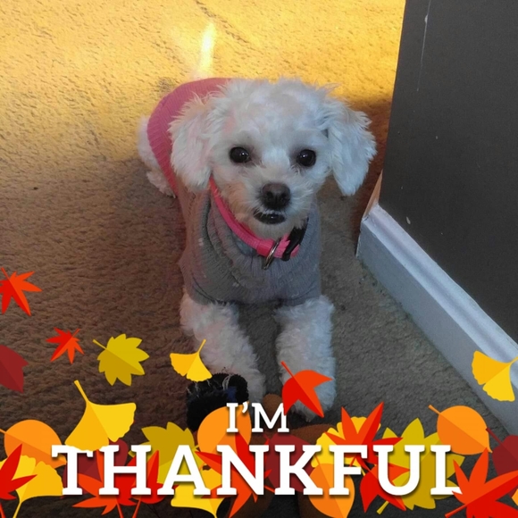 Meet your Posher, Carol - Picture 1 of 1